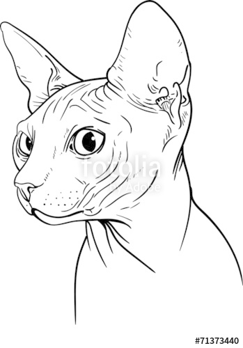 349x500 Sphynx Cat Stock Image And Royalty Free Vector Files On Fotolia