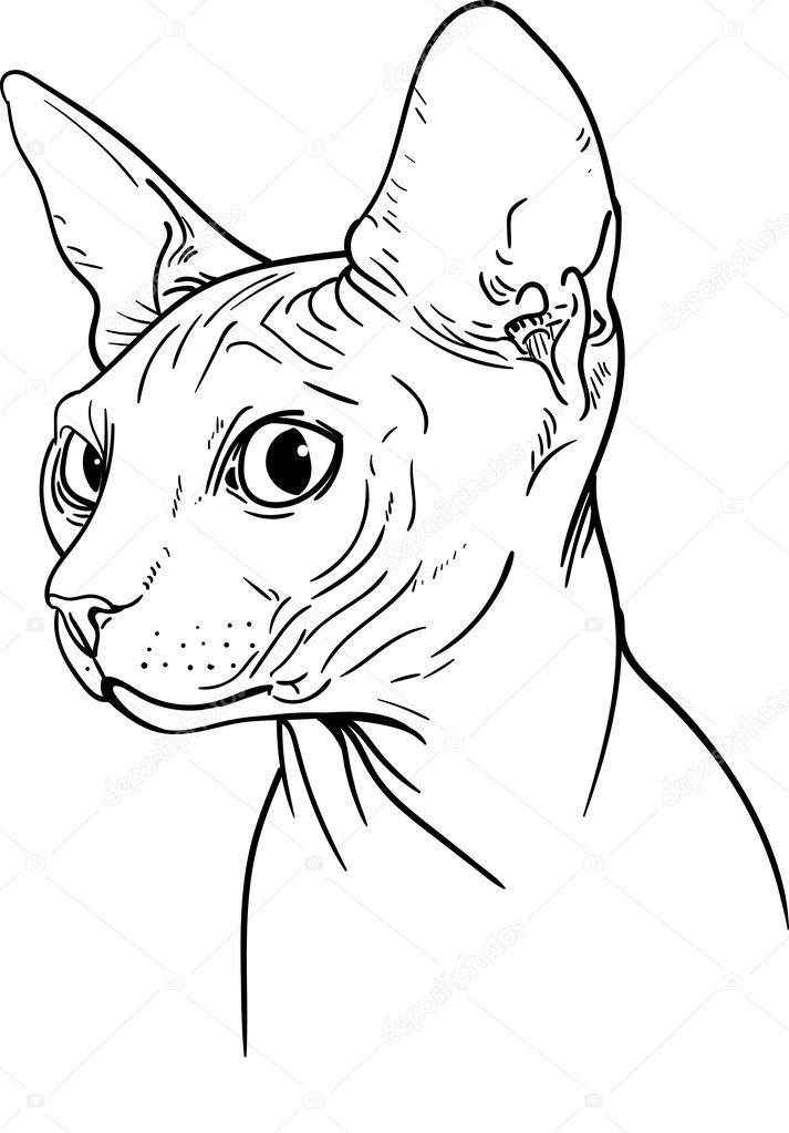 713x1023 Sphynx Cat Stock Vector Pony Rider
