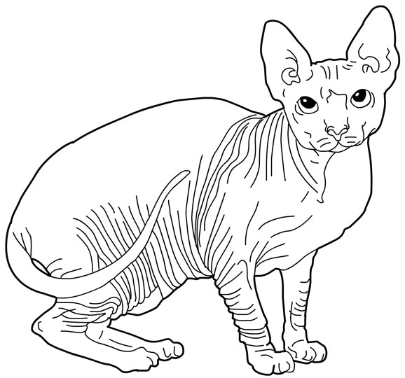 578x540 Cat Color Pages Printable Cats Coloring Pages Sphynx Cats