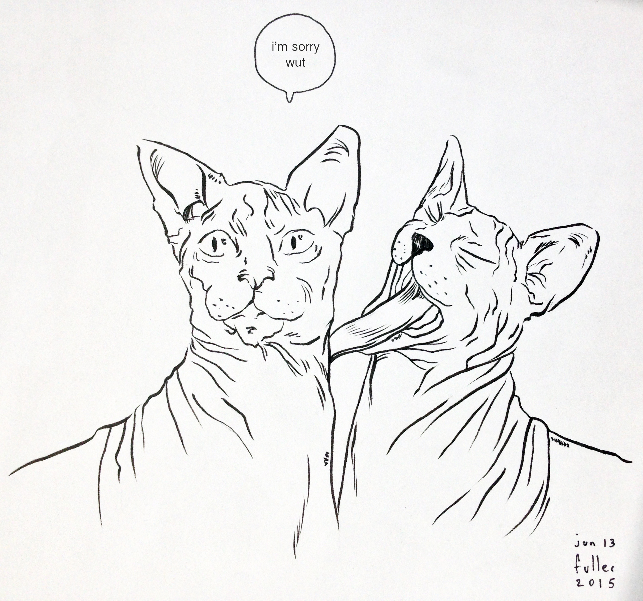 2568x2400 Hairless Cat Archives