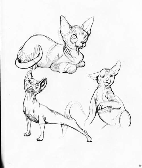 500x588 Life Of Sphynx Tumblr