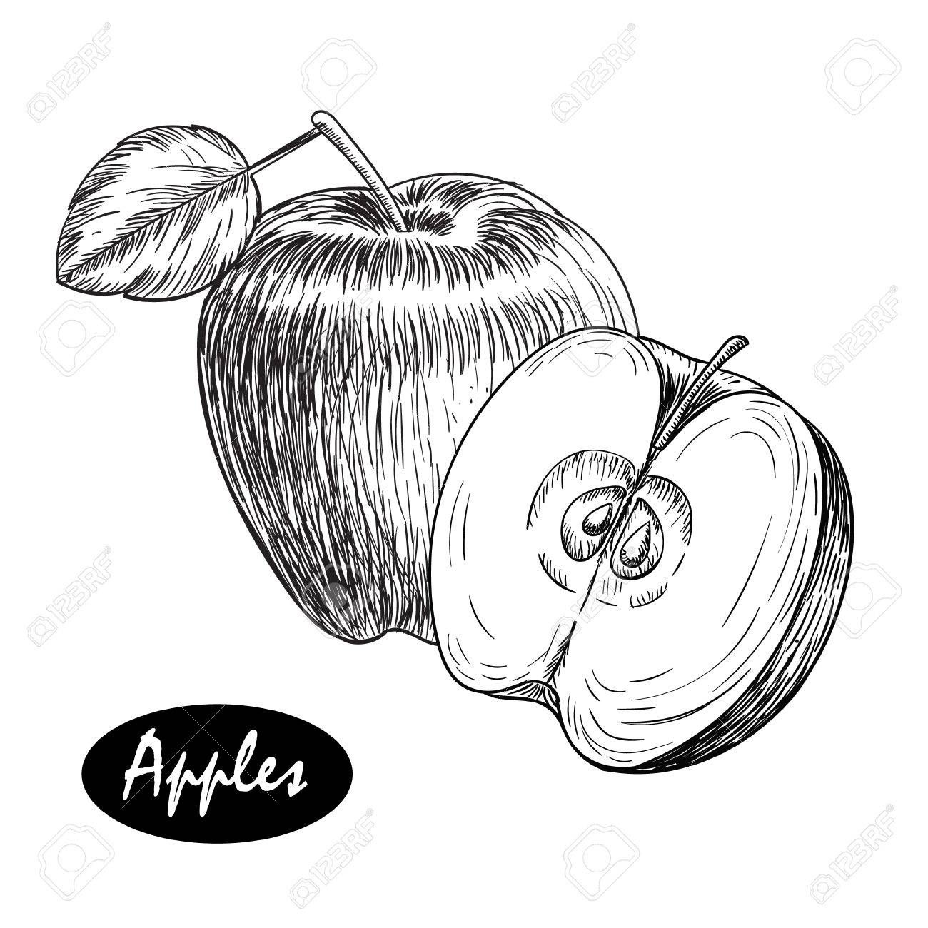 1300x1300 Apple. Vintage Sketch Style Illustration. Organic Eco Food. Whole