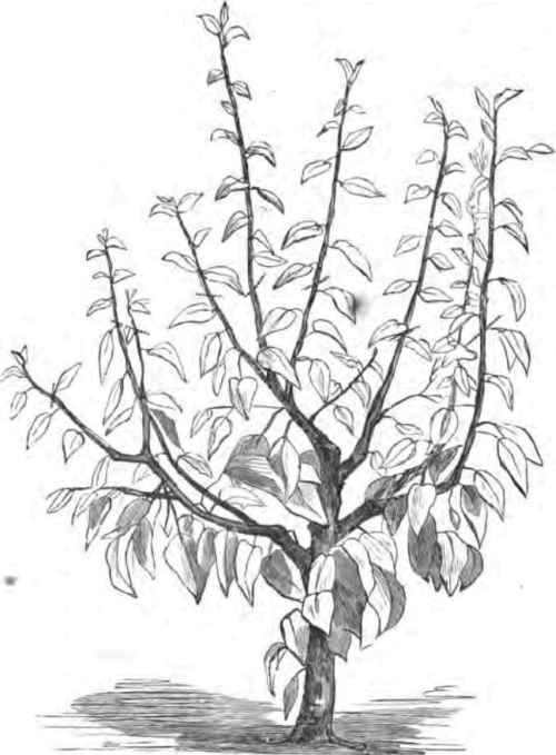 500x679 Growing And Fruiting Dwarf Pears