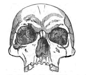 344x300 Half Human Half Skeleton Face Drawings