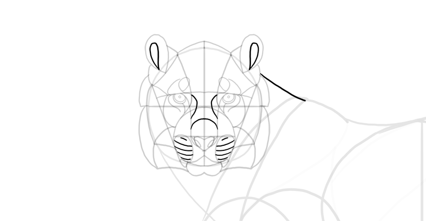 850x441 How To Draw A Tiger