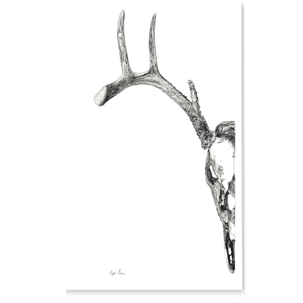 1024x1024 Deer Skull Art L Brush Point Studio