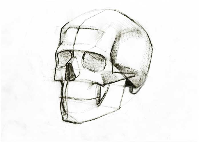 700x500 Human Skull Drawing