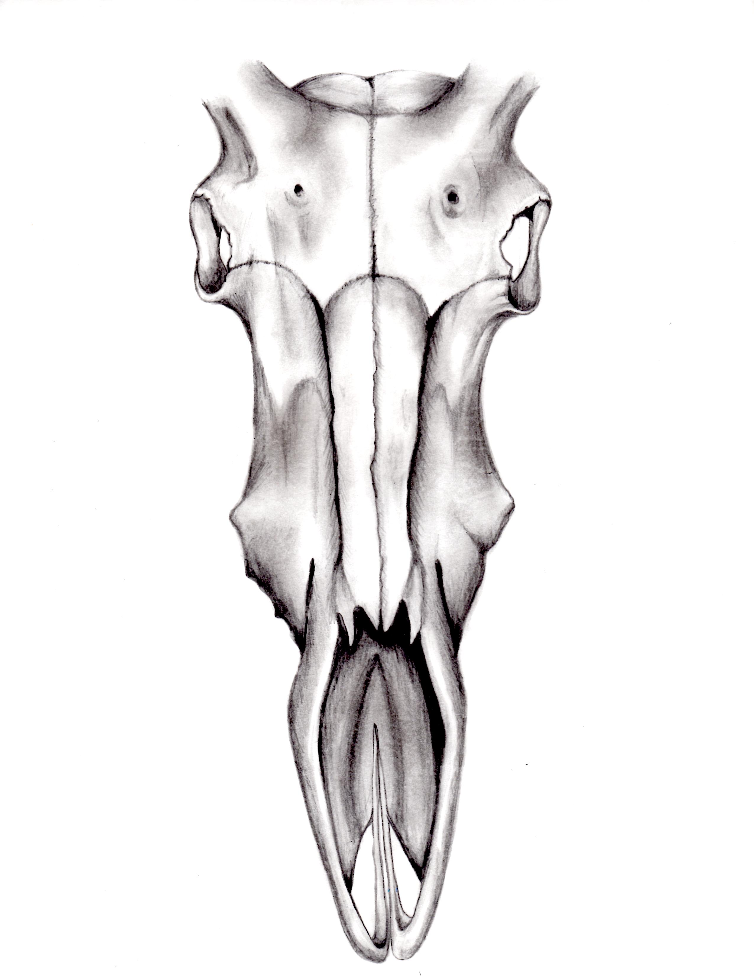 2550x3300 April 2013 The Hidden Code Of Beauty