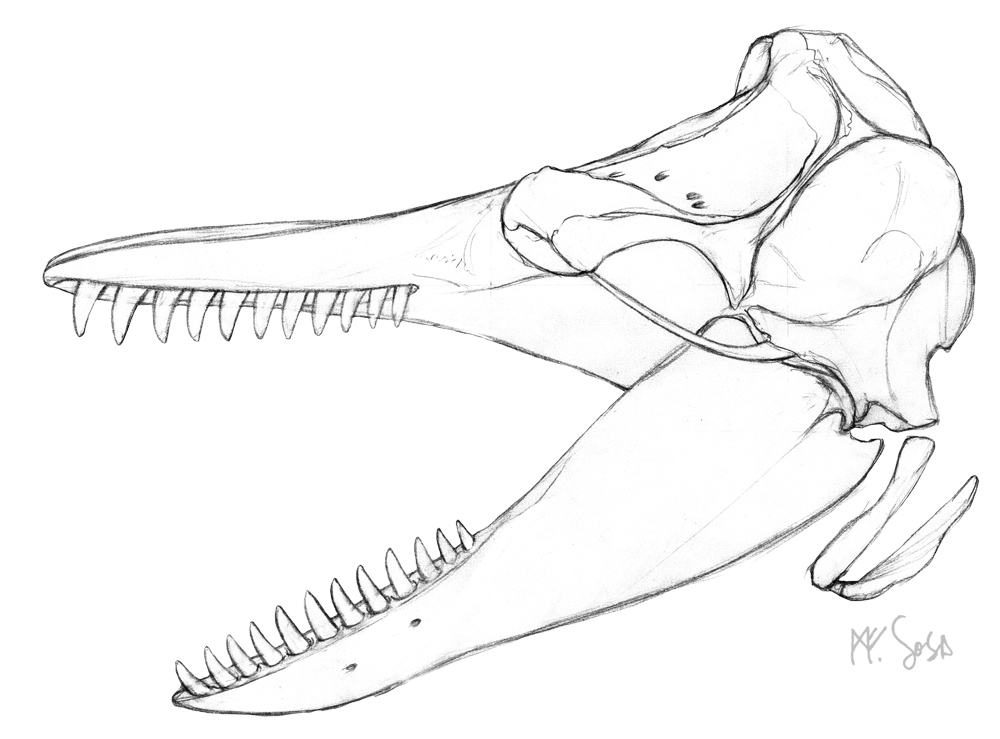 1000x739 Drawing Fossils With Hands