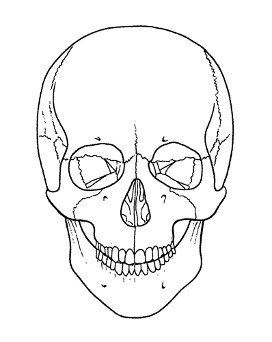 398x500 Skull A Day 4.0