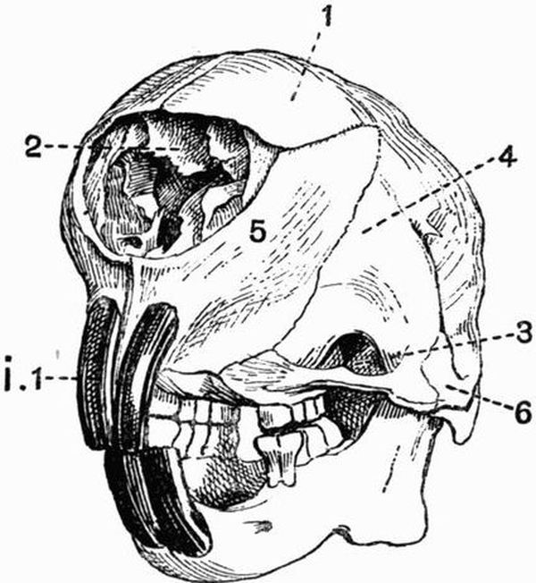 600x652 The Project Gutenberg Ebook Of The Vertebrate Skeleton, By Sidney