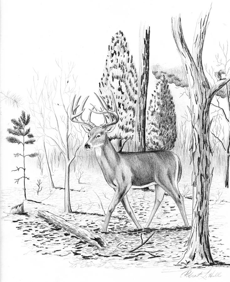 734x900 Deer Drawing By Robert Hall