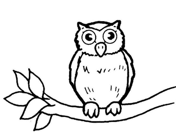 736x569 The Best Coloriage Hibou Ideas