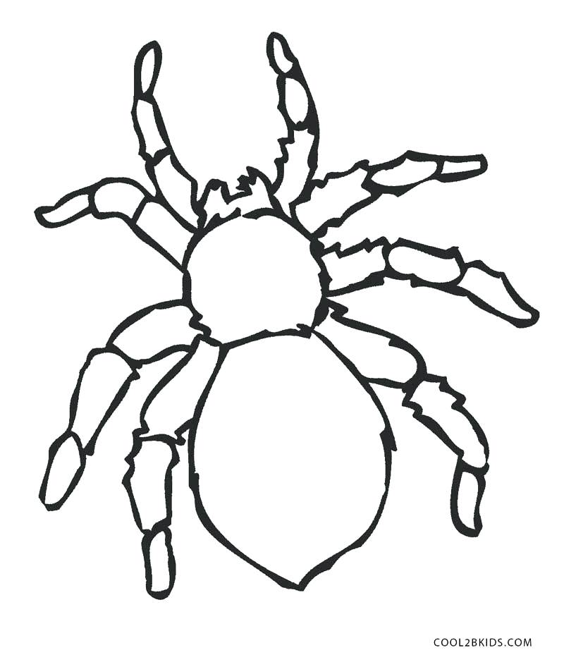 800x939 Spider Coloring Page Spider Coloring Page Free Printable Halloween