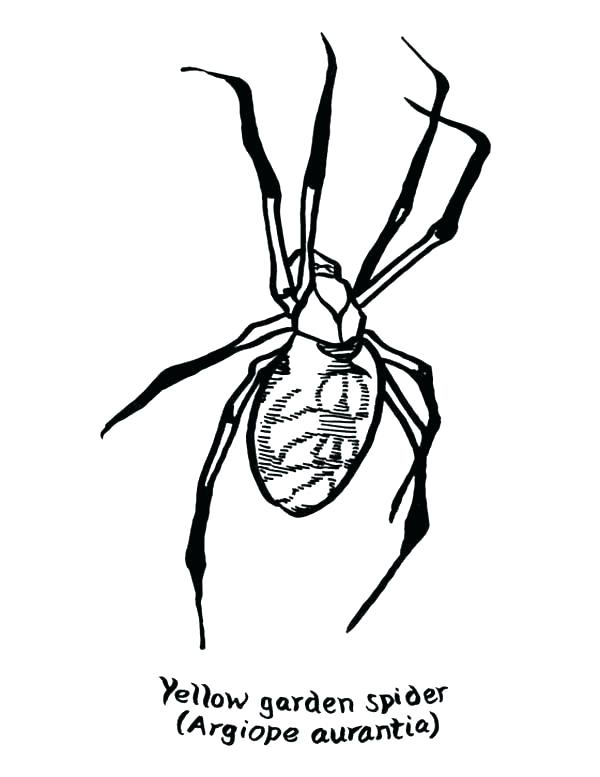 600x777 This Is Spider Coloring Page Images Spider Coloring Pages