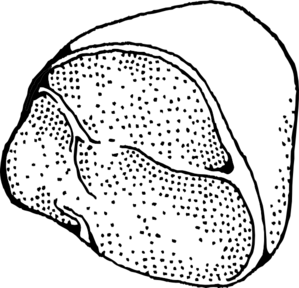 299x288 Ham Outline Clip Art