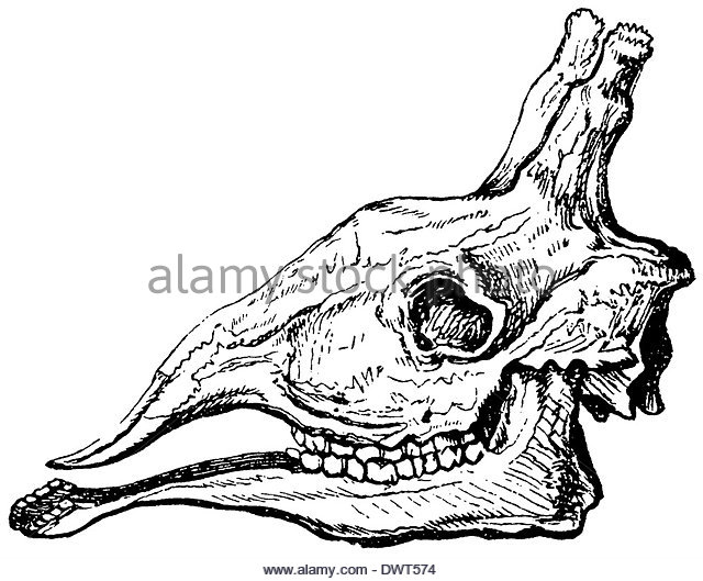 640x529 Skull Black And White Stock Photos Amp Images