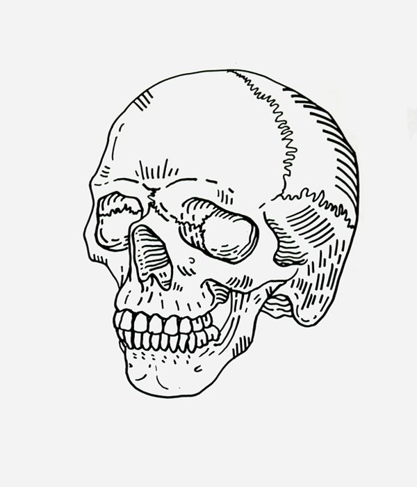 600x700 The Best Skull Sketch Ideas On Skull Drawings