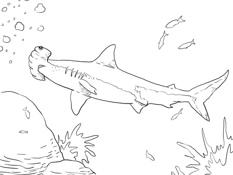 480x360 Great Hammerhead Shark Coloring Page Free Printable Coloring Pages