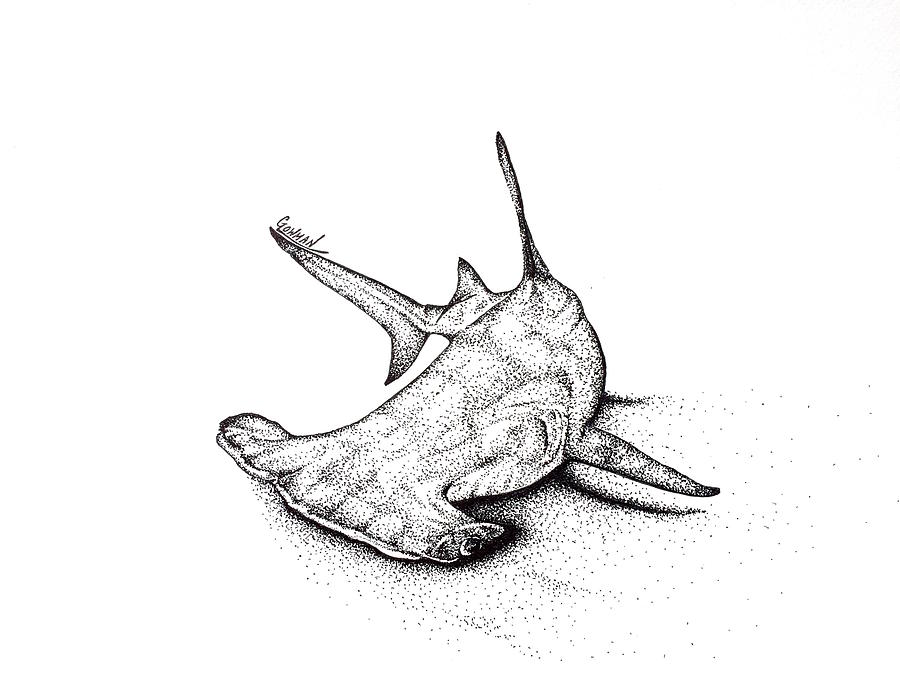 900x675 Hammerhead Drawing By Greg Lowman