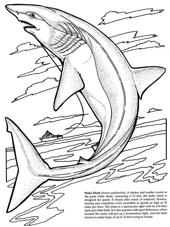 564x750 Hammerhead Shark Clipart Coloring Book