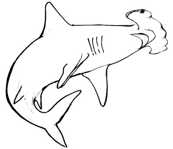 558x480 Hammerhead Head Drawing Drawing And Crafts