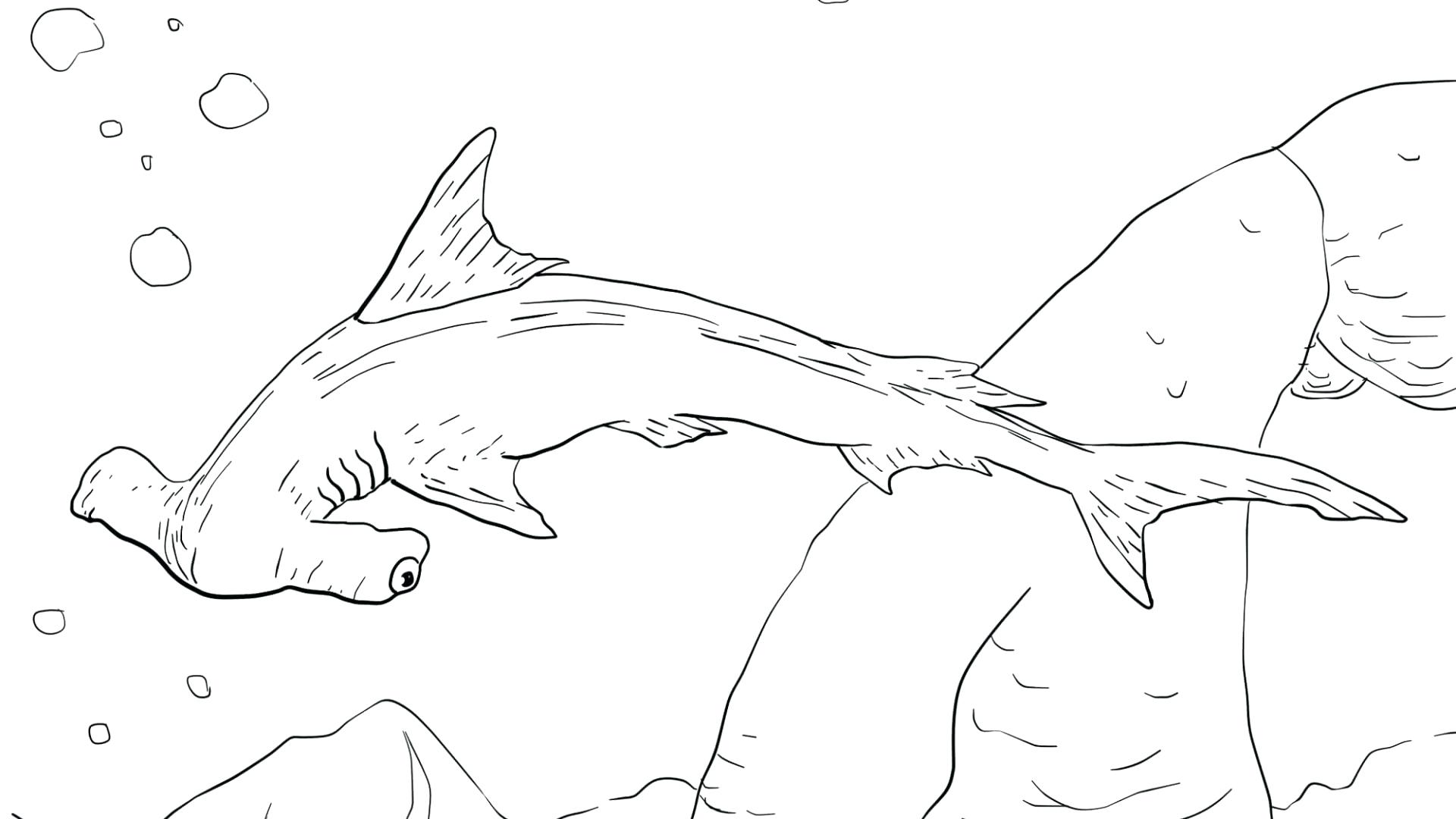 1920x1080 Coloring Hammerhead Shark Coloring Pages