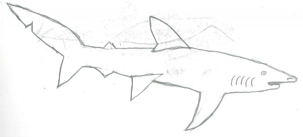 1024x466 How To Draw A Blue Shark How To Draw A Hammerhead Shark Step Step