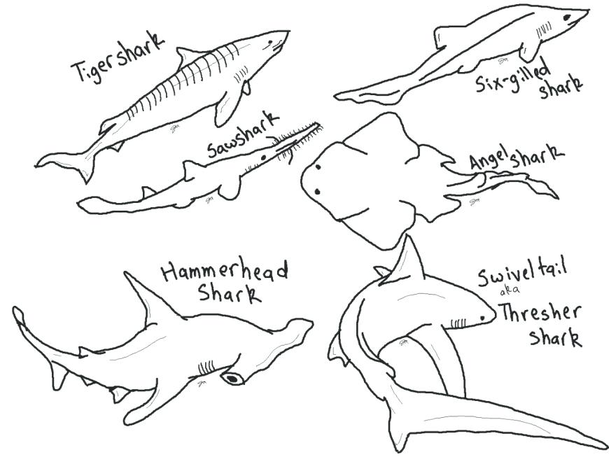 870x653 Shark Pictures Color And Print Image Of Shark Coloring Pages