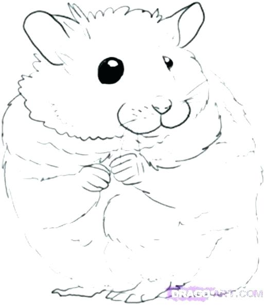 Download The best free Hamster drawing images. Download from 280 ...
