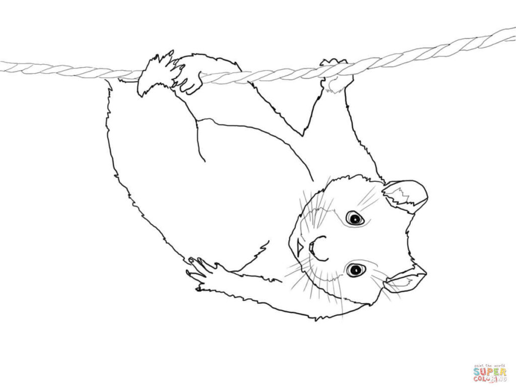 1024x778 Hamster Drawing