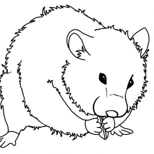 308x308 Funny Hamster Photos