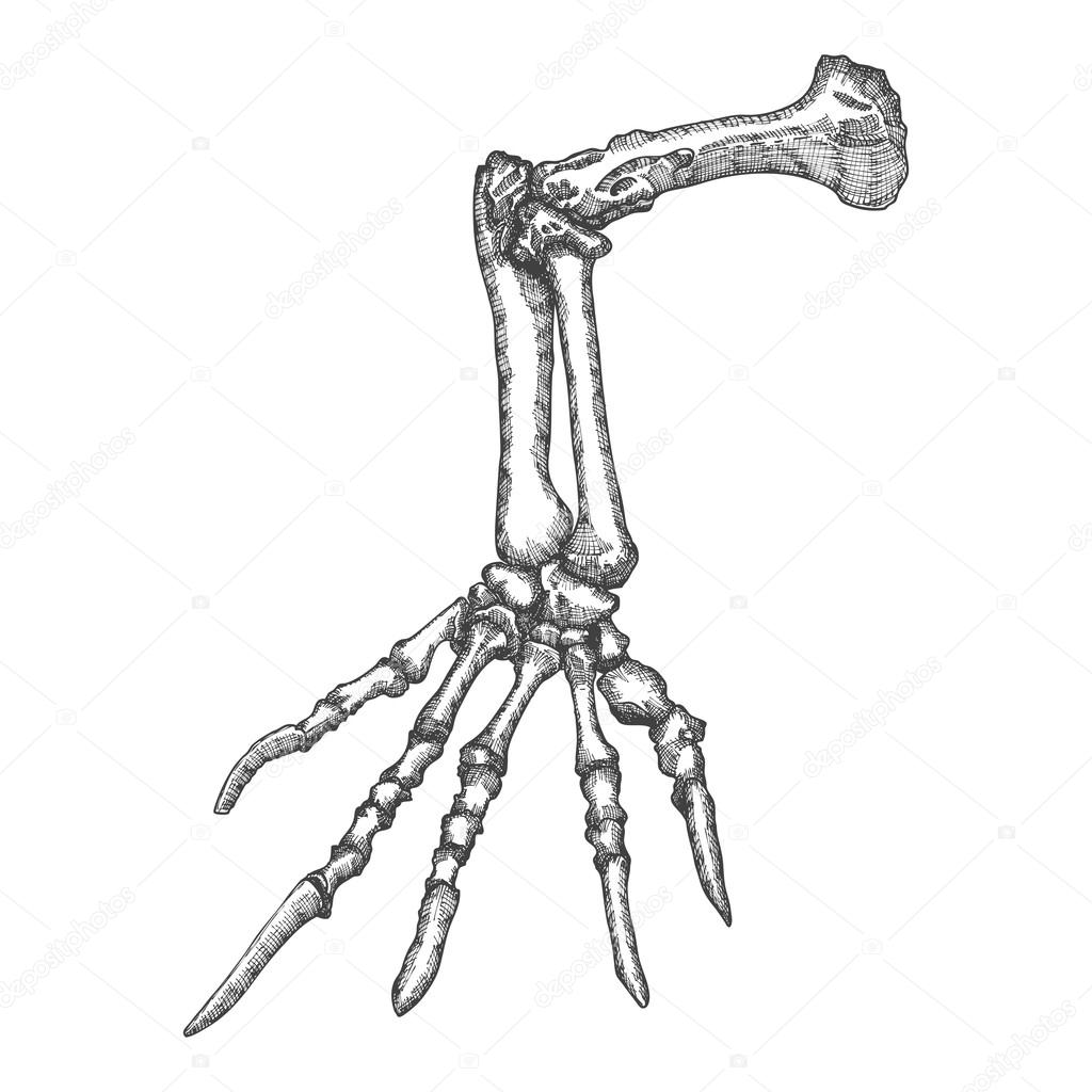1024x1024 Lizard Bones Of The Hand Sketch Stock Vector Goldenshrimp