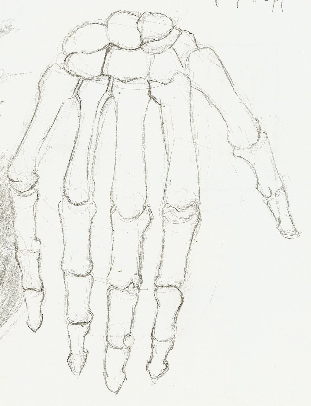 1024x1339 Hand Bone Study By Pencilspecter