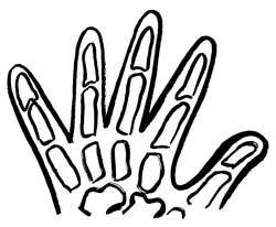 250x206 Cartoon Hand Bones