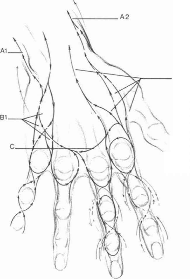 650x953 Anatomyand Structure