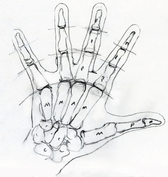 345x364 Bone Drawing On Hand Easy