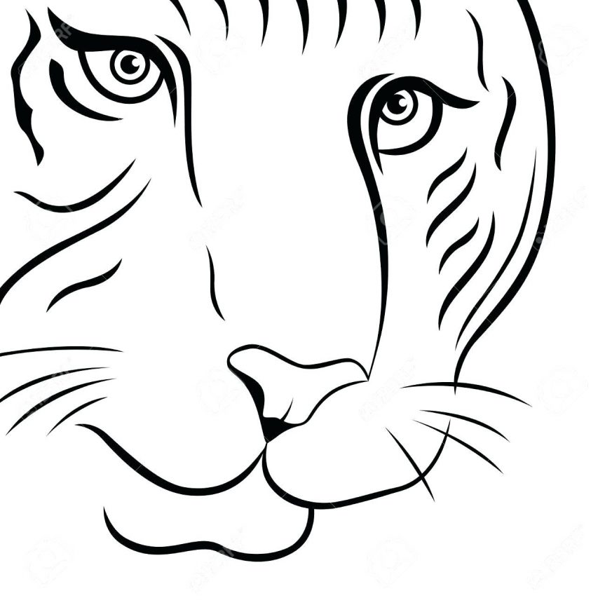 863x863 Tiger Coloring Page Siberian Outline Drawing Images Lily Tiger