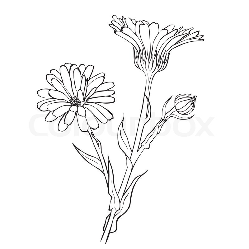 800x800 Hand Drawn Flowers