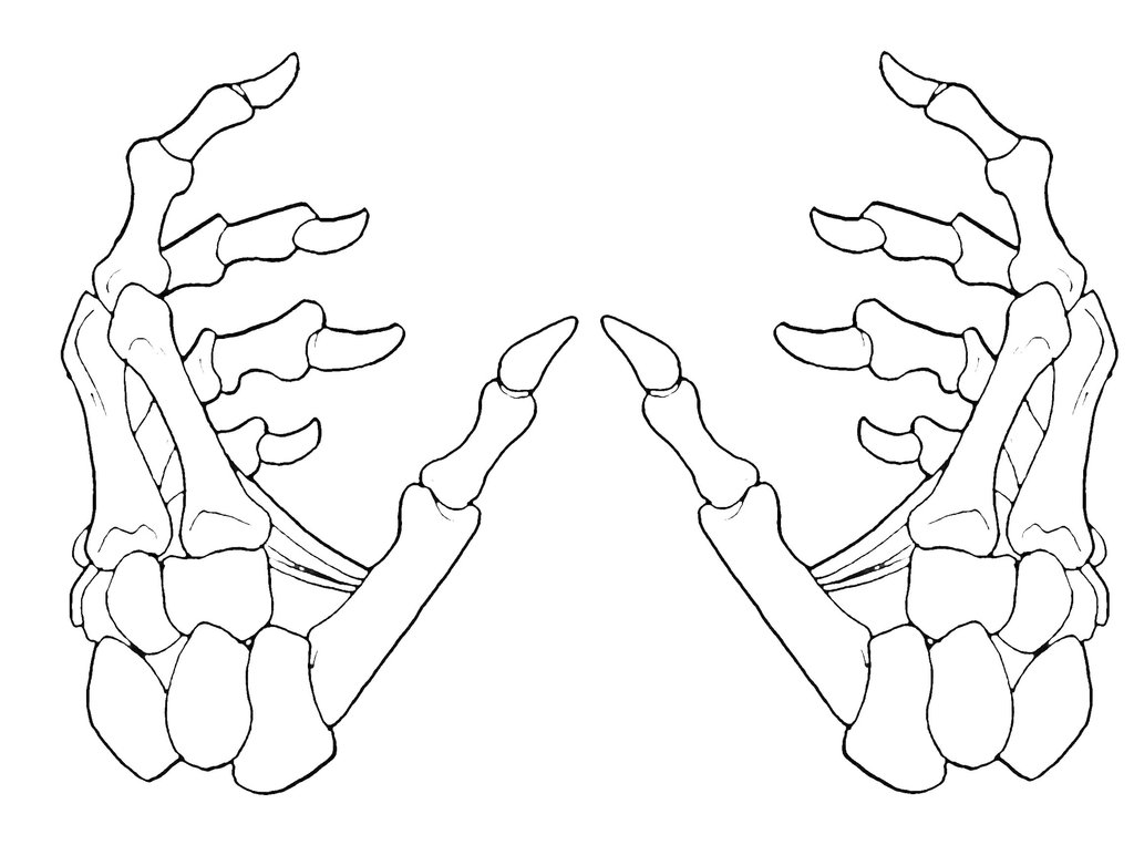 1024x763 Skeleton Hand Cliparts