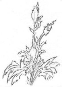 216x302 Flowers Sketches