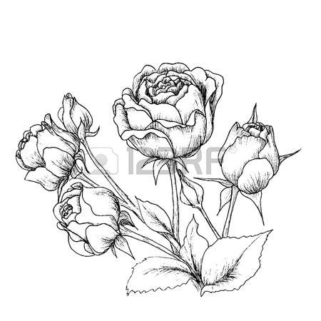 450x450 Hand Drawn Flower Stock Photos. Royalty Free Business Images