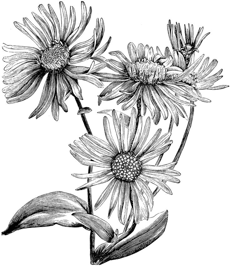 736x851 Drawn Vintage Flower Draw