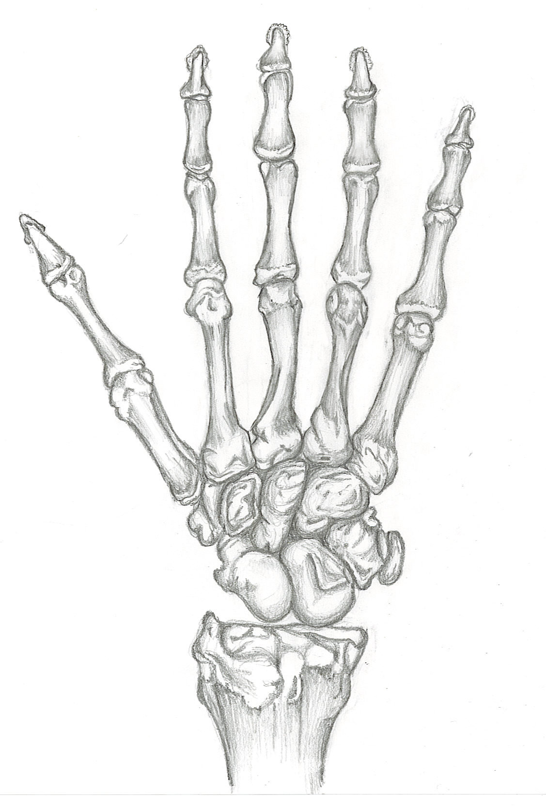 1127x1670 Study Of Skeleton Hand By Skeletonofarose