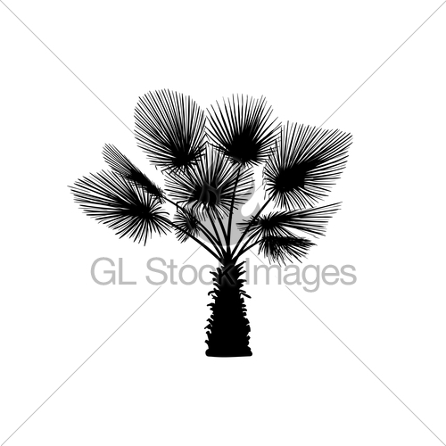 500x500 Sketch Palm Tree. Hand Drawn Silhouette Palm Tree Gl Stock Images