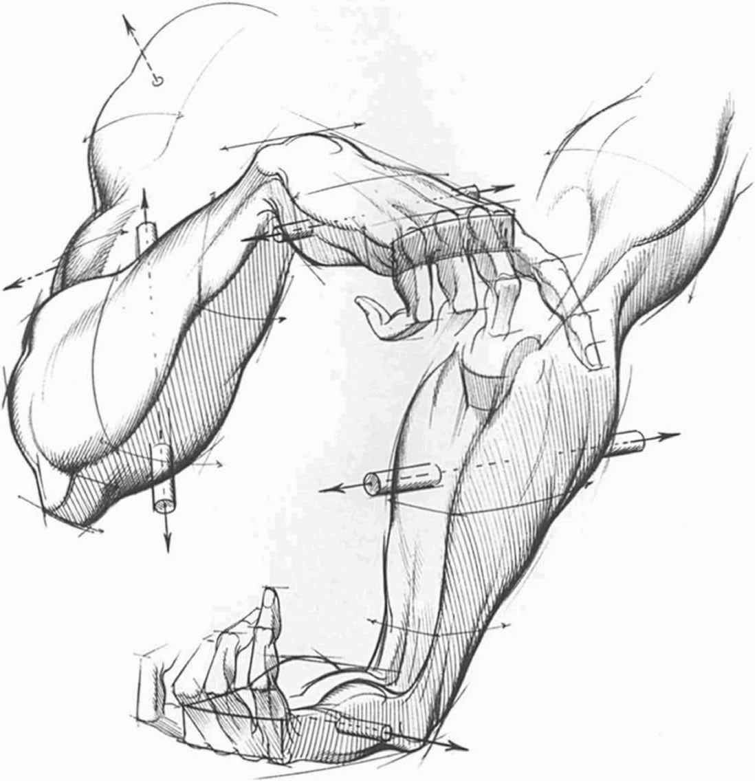 1098x1136 Thicker Part The Palm The Hand Illustrations Palm