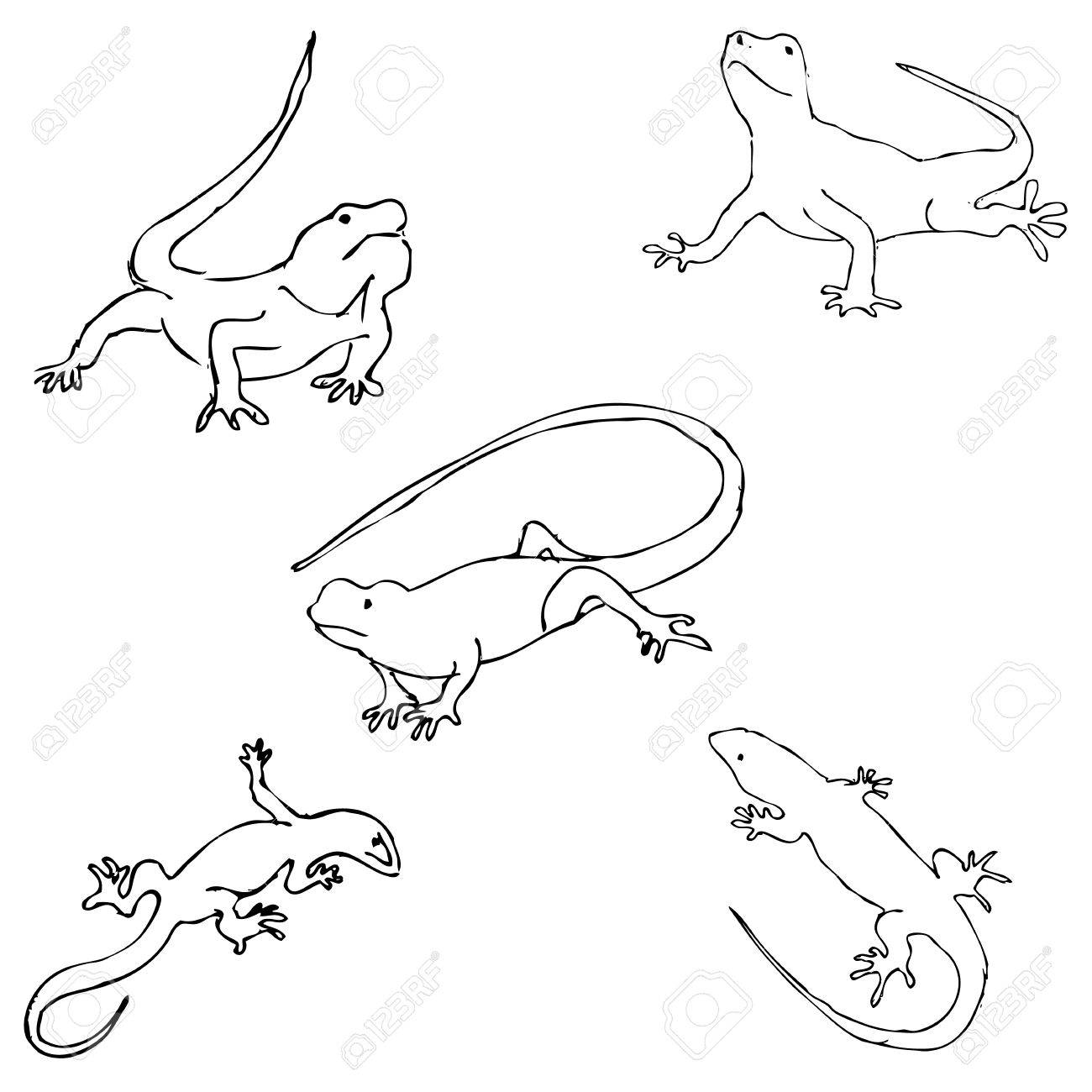 1300x1300 Lizards. Sketch By Hand. Pencil Drawing By Hand. Vector Image