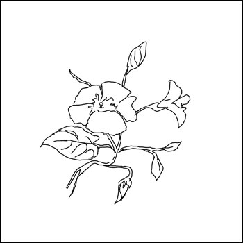 350x350 Pencil Art Photo Pencil Sketch Flower