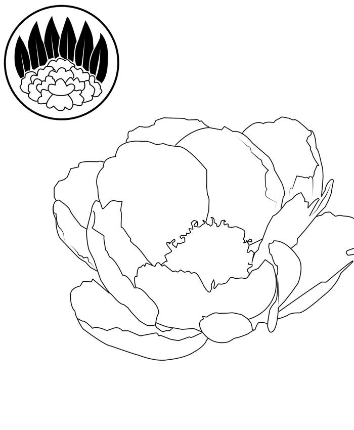 700x850 Drawn Peony Simple
