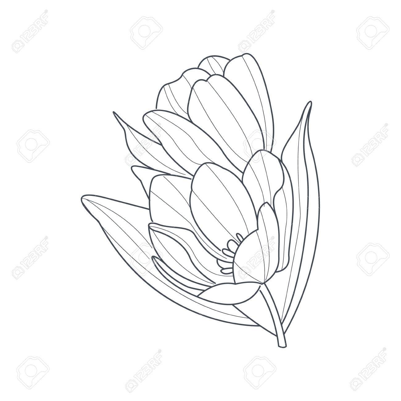 1300x1300 Tulip Flower Monochrome Drawing For Coloring Book Hand Drawn